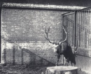 1917年12月、ロンドン動物園に生息するワリシカ、中央アジアまたはチベットレッドディアとしても知られる 作： Frederick William Bond